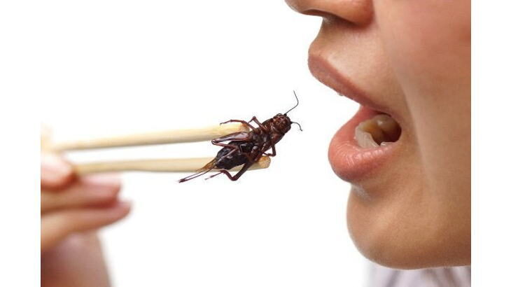 昆虫食に対する　率直な疑問①